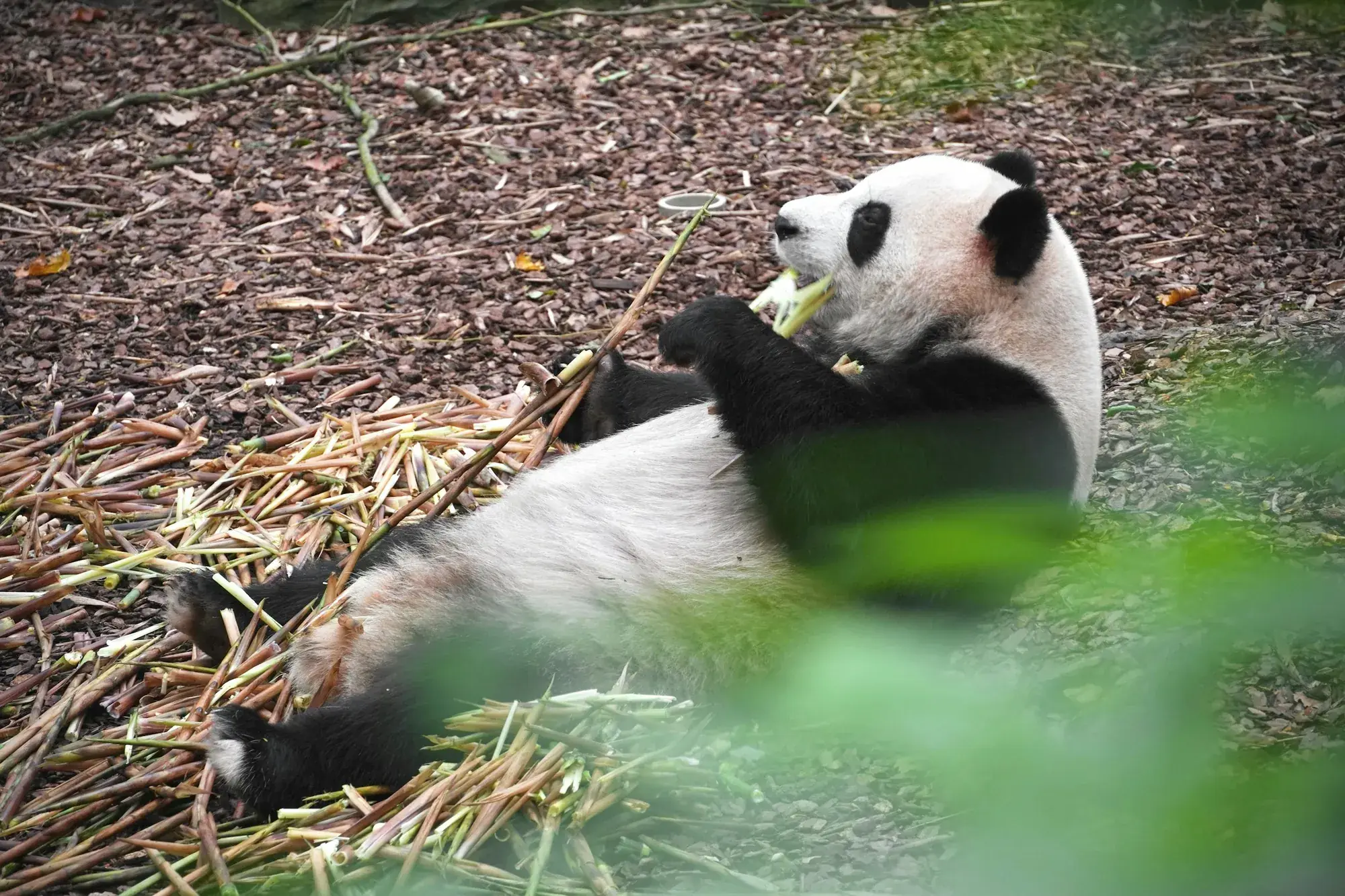 Giant panda eating bamboo at the Chengdu panda base