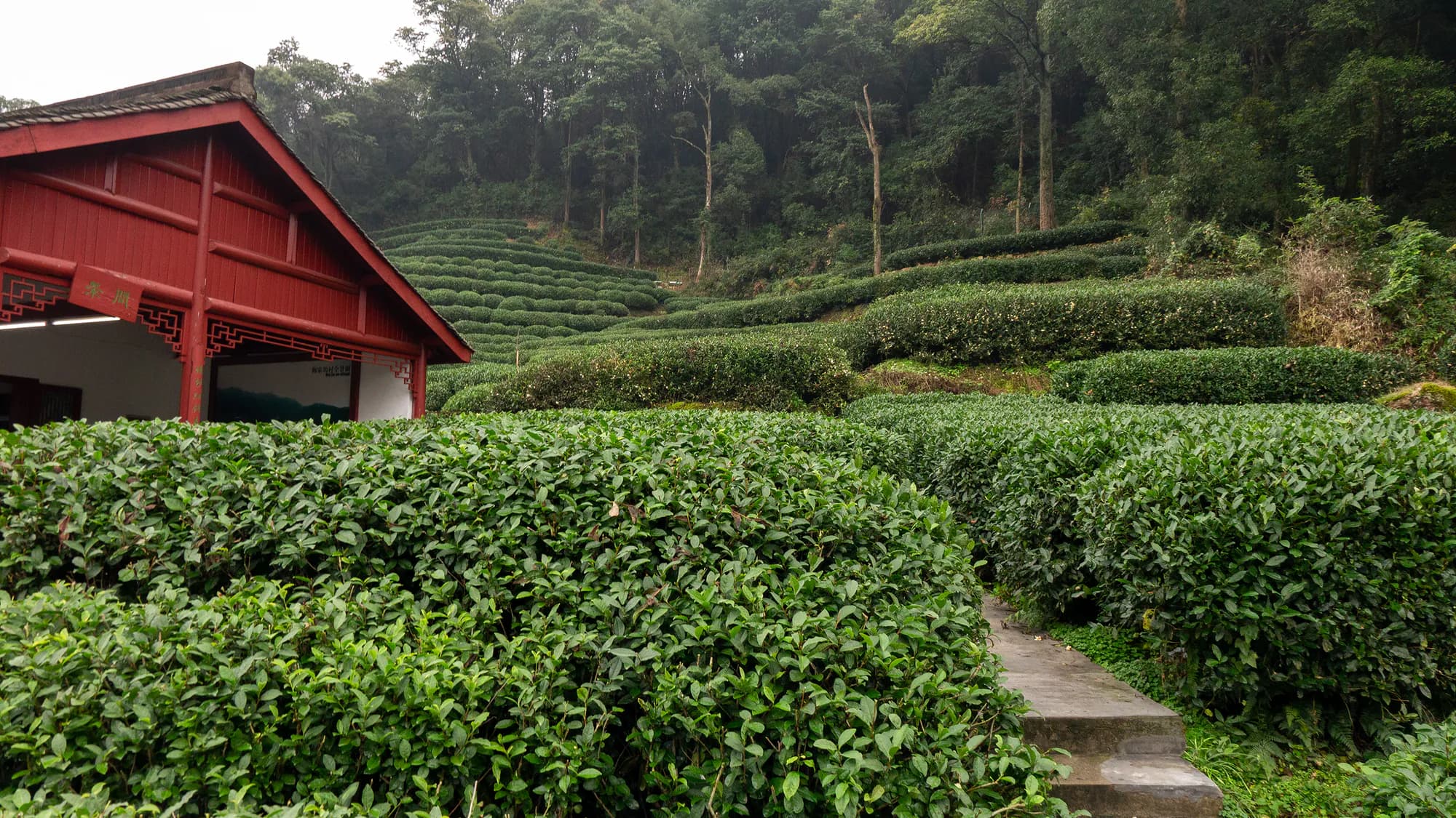 Terraced Longjing tea fields in the hills outside Hangzhou